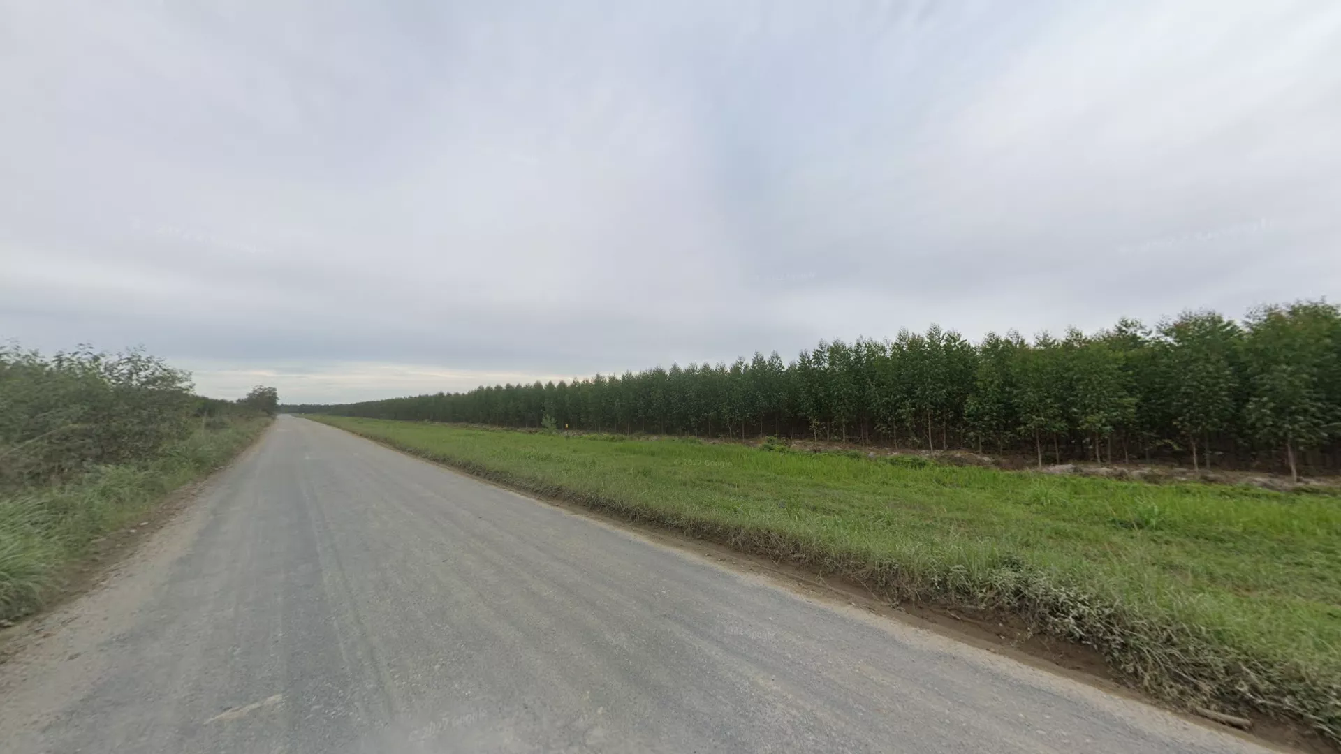 Artificially Planted Eucalyptus Forests