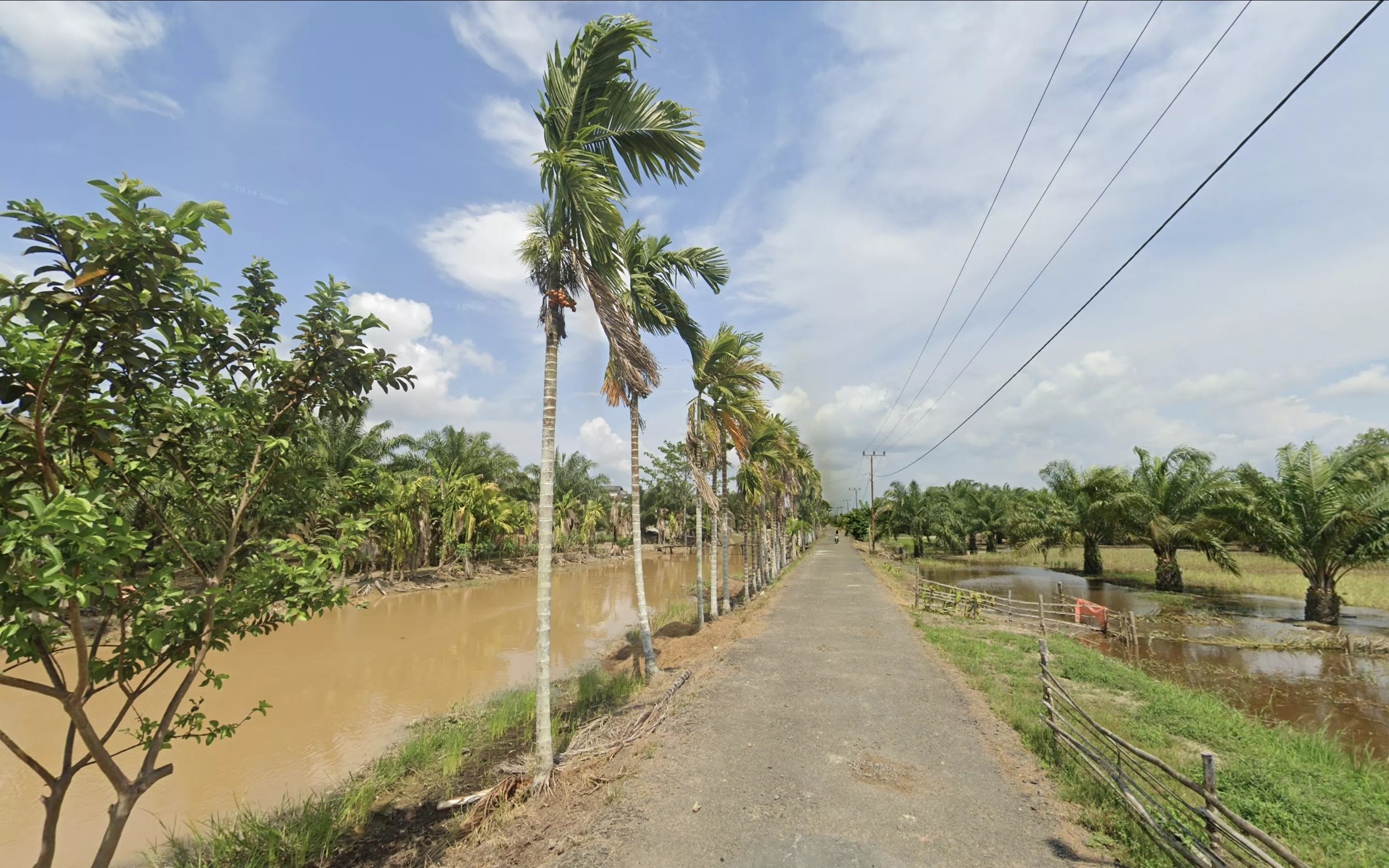 Canals Areca Palms